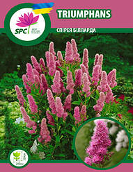 Спірея біларда Triumphans