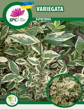 Бірючина Variegata, фото 1