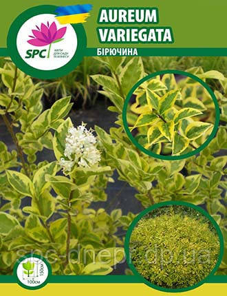 Бирючина Aureum Variegata, фото 1