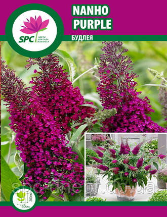 Будлея Nanho Purple, фото 1