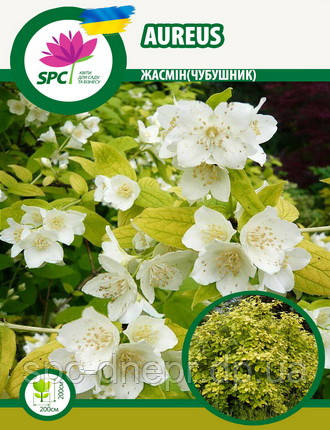Жасмін Aureus, фото 1