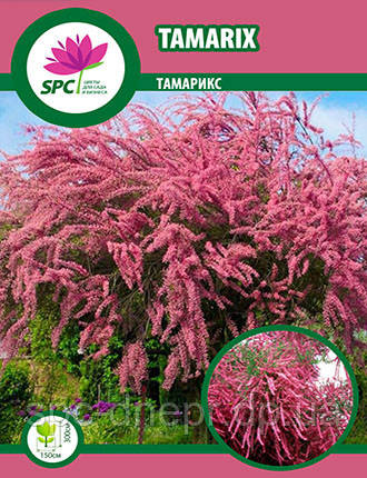 Тамарікс(Tamarix), фото 1