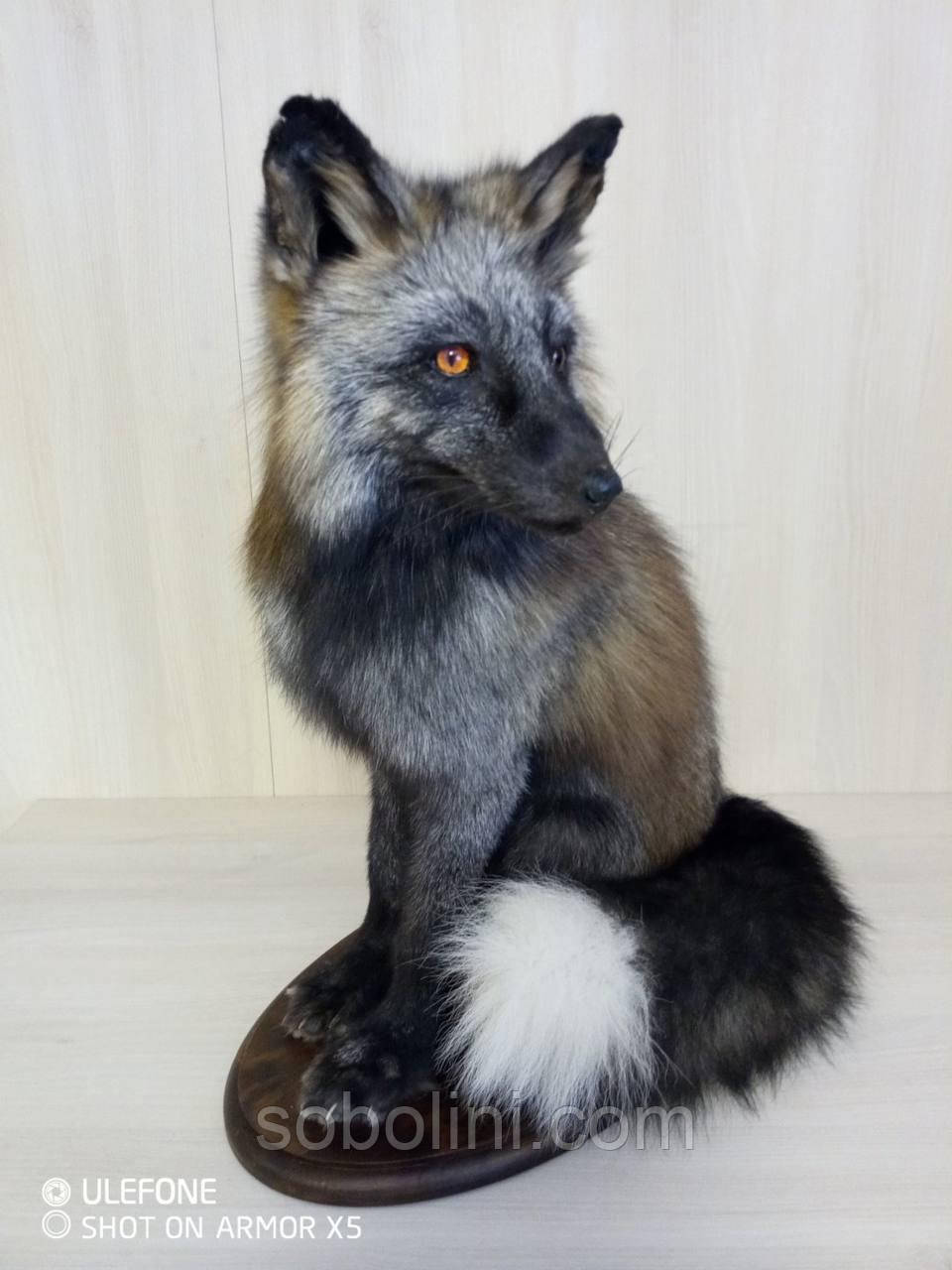 Чучело лисиці 🦊, фото 1