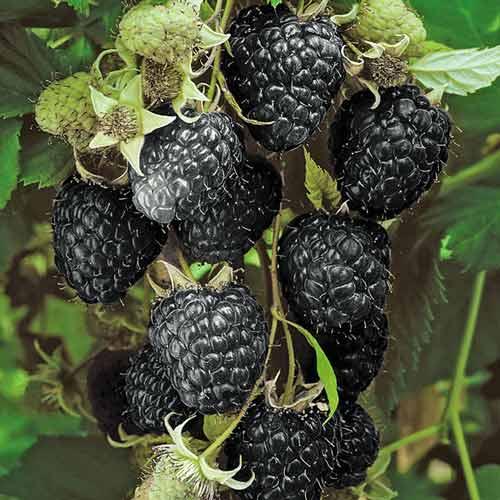 Саджанці (кущі) Малини чорної Блек Джевел (Black Jewel) - середня, крупноплідна, транспортабельна
