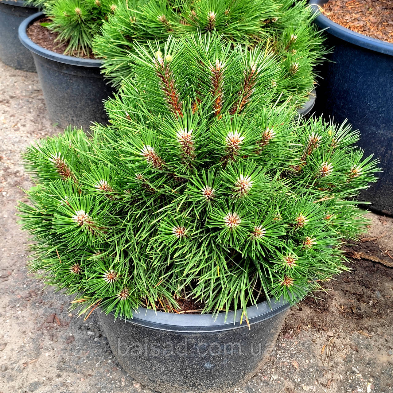 Сосна чорна Нана / С20 / h 30-40 / Pinus nigra Nana