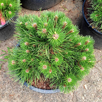 Сосна чорна Нана / С20 / h 30-40 / Pinus nigra Nana, фото 3
