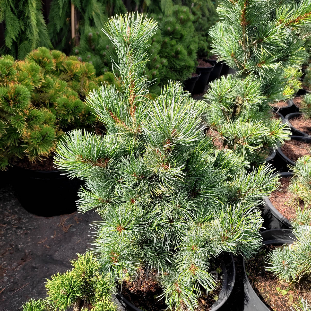 Сосна японская Шизукаготен / С25 / h 50-60 / Pinus Shizukagoten ...