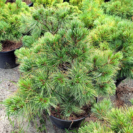 Сосна веймутова Макопін / h 40-60 / Pinus strobus Macopin, фото 2