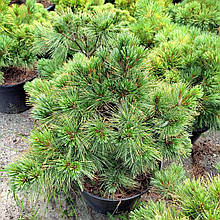 Сосна веймутова Макопін / h 40-60 / Pinus strobus Macopin