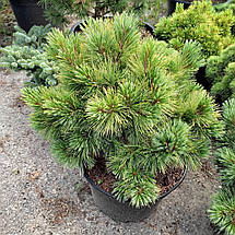 Сосна веймутова Макопін / h 40-60 / Pinus strobus Macopin, фото 2