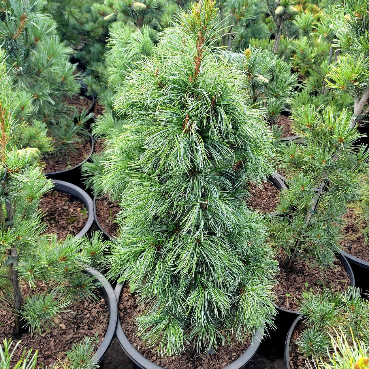 Сосна японська Бергман​​​​ / h 70-80 / Pinus parviflora Bergman
