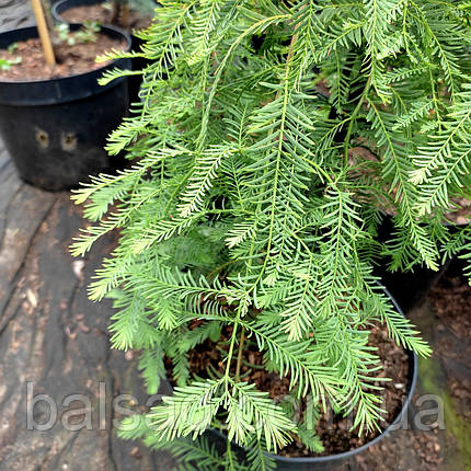 Метасеквоя Міс Грейс / Штамб / h 30 / Metasequoia Miss Grace, фото 1