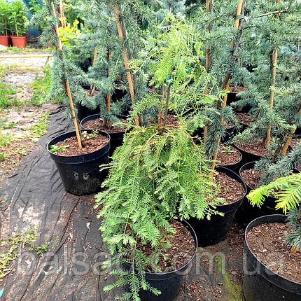 Метасеквоя Міс Грейс / Штамб / h 30 / Metasequoia Miss Grace, фото 3