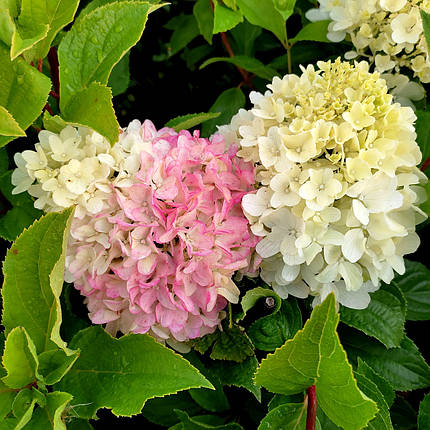 Гортензія волотиста Літл Фреско / С5 / Hydrangea Little Fresco, фото 2