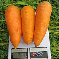 Морква Болтекс 20 грам