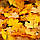 Аромат для свічки та мила Опале листя (CandleScience Fallen Leaves), фото 3