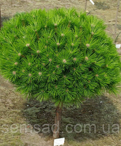 Сосна гірська Лаурін  ( саджанці 2 роки штамб 50 - 60см)