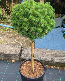 Сосна гірська Мопс (саджанці 2 роки штамб 50-60см )