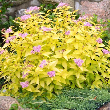 Спірея японська Голден Прінцесс (Golden Princess)