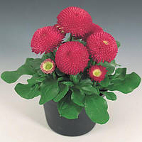 Маргаритка Bellis perennis Tasso Deep Rose 250 семян Benary