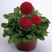 Маргаритка Bellis perennis Tasso Red 250 семян Benary