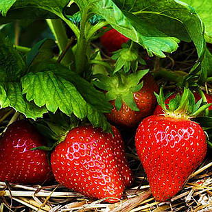 Саджанці полуниці в касеті Моллінг Століття (Centenary) - рання, солодка, транспортабельна (в касеті) + Подарунок