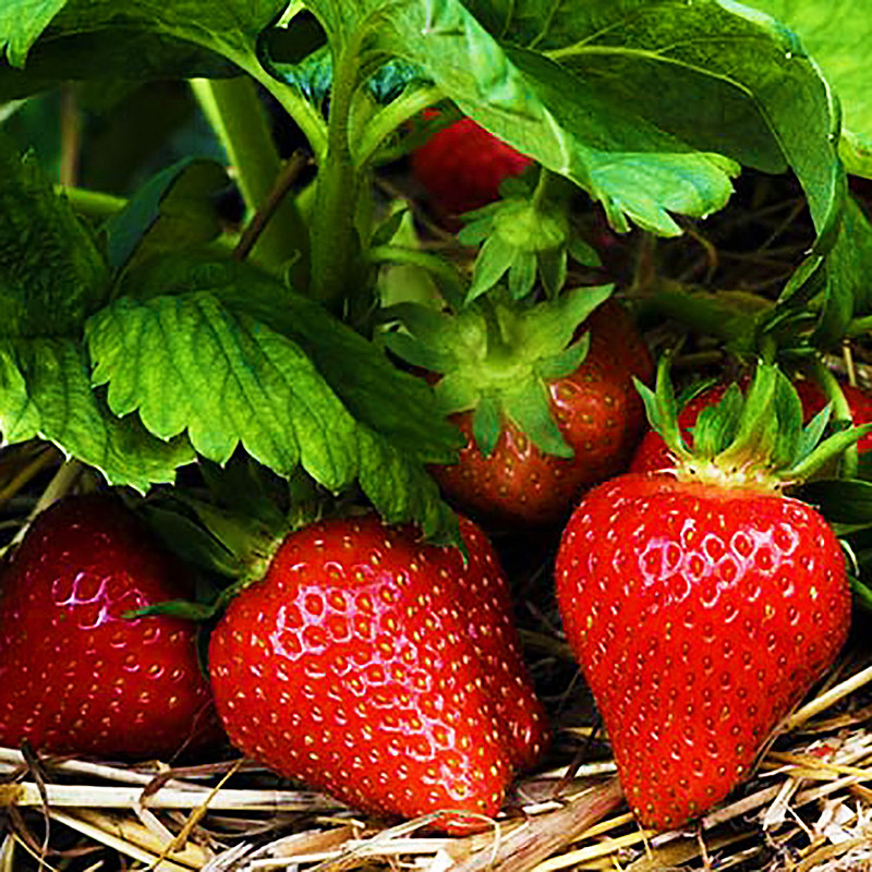 Писка мини юбкалар Гей порно және минет