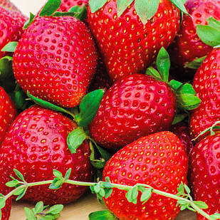 Саджанці полуниці в касеті Фортуна (Fortune) - ультра рання, солодка, крупноплідна (в касеті) + Подарунок