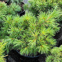 Сосна веймутова Mініма / С20 / d 40-50 / Pinus strobus Minima, фото 2