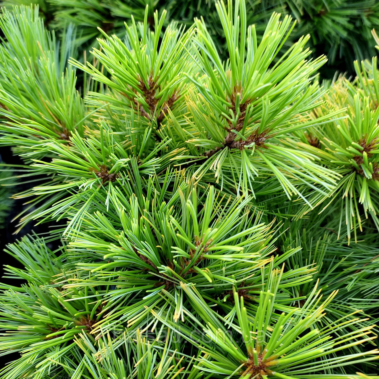 Сосна веймутова Mініма / h 25-30 / Pinus strobus Minima
