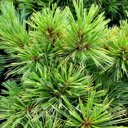 Сосна веймутова Mініма / h 25-30 / Pinus strobus Minima, фото 1