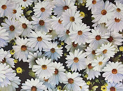 Термосерветка на нетканній основі 0,98*0,58м №15 пластик Ромашки ТМ Bona Domus