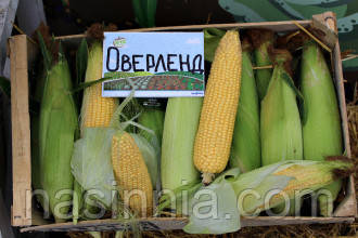Кукурудза цукрова Оверленд F1 25 грам, фото 1