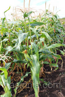 Кукурудза цукрова Оверленд F1 1 кг, фото 1