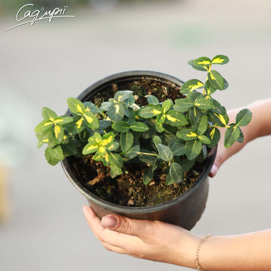 Бересклет Форчуна 'Sunspot'. Контейнер 3 л, фото 1