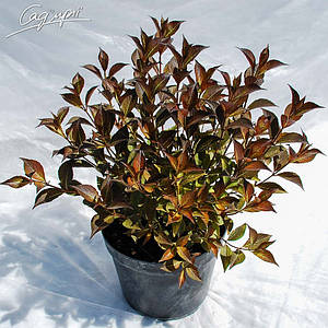 Вейгела квітуча 'Nana Purpurea'. Контейнер 3 л