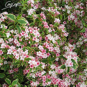 Вейгела квітуча 'Nana Variegata'. Контейнер 0,5л