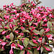 Вейгела квітуча 'Minor Black' Контейнер 3 л, фото 2