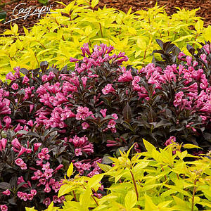 Вейгела квітуча 'Minor Black' Контейнер 3 л