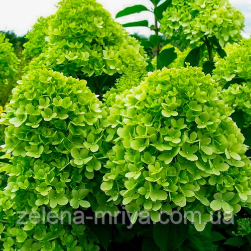 Гортензія волотиста Мохіто (Mojito) С3, фото 1