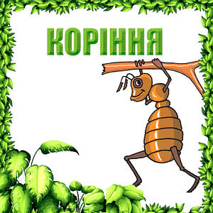 Корені рослин