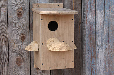 Дубовий білчатник (8001)