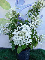 Гортензия метельчатая Грет Стар \Hydrangea Great Star ( саженец 3 года С5л ) Новинка