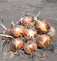 Цибуля озима Альбатрос F1 Libra seeds 250 000 шт