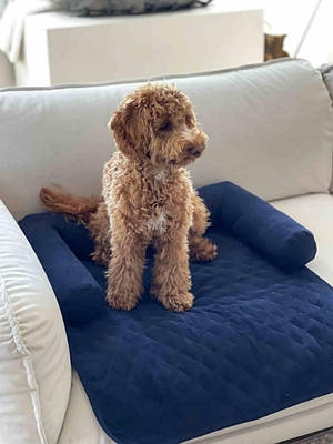 Лежак на диван для собак та котів синій L-5