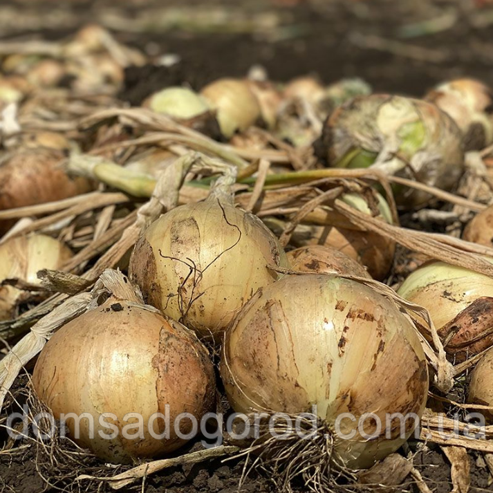 Цибуля Венера 10000 насіння. Libra seeds