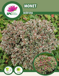 Вейгела Monet