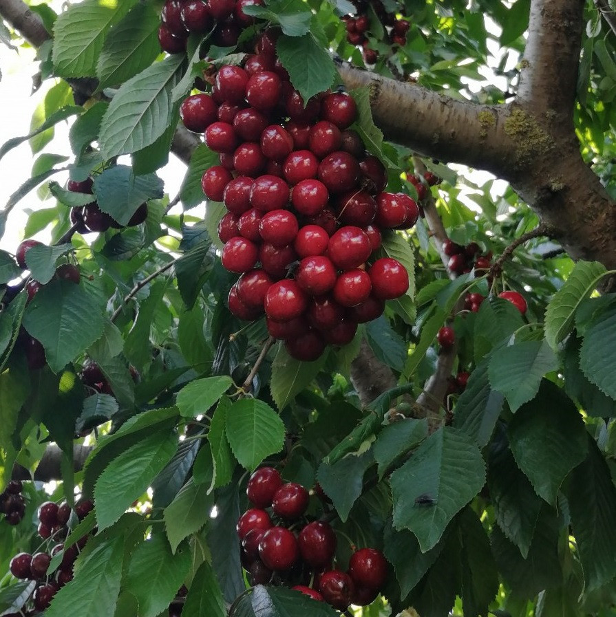 Саджанці черешні "Фольфер" (пізньостиглий сорт), фото 1