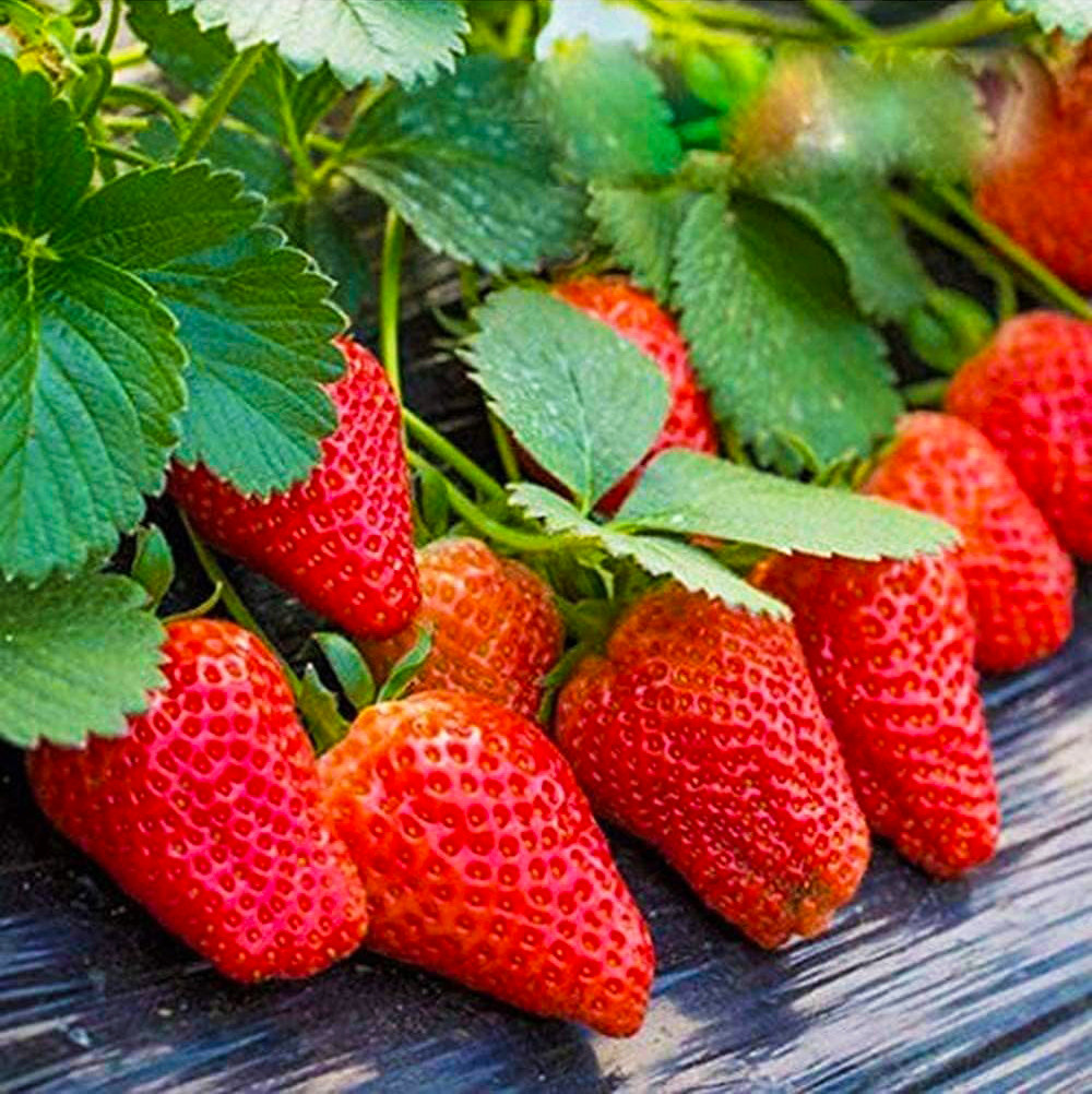 Саджанці полуниці в касеті Сальса (Salsa) - пізня, транспортабельна, соковита (в касеті) + Подарунок, фото 1