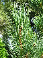 Сосна кедрова / Pinus cembra С2 /Н 5-10